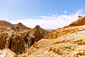  Canyon landscape with colored rock layers and stone sculpture of a mountain goat in the mountain oasis of Chebika, Tunisia 
