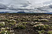 Hochland mit scharzer Erde und Blumen in der Nähe vom Mývatn, Nordisland, Island
