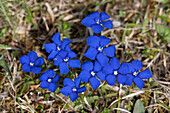  Bavarian Gentian, Gentiana bavarica, blooming, Hohe Tauern National Park, Carinthia, Austria 