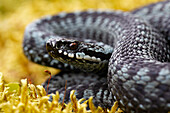 Kreuzotter (Vipera berus), Portrait, graue Farbvariante, Weibchen, Dalarna, Schweden