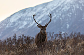  Red deer, Cervus elaphus, red deer in the Highlands, Scotland, Great Britain 