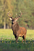  Red deer, Cervus elaphus, on a clover meadow, autumn, Skane, Sweden 