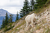 Schneeziege (Oreamnos americanus), Weibchen an einer Minerallecke, Jasper Nationalpark, Alberta, Kanada