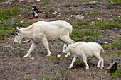  Mountain goat, Oreamnos americanus, female with lamb, Jasper National Park, Alberta, Canada 