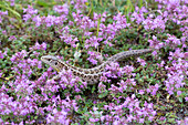  Sand lizard, Lacerta agilis, adult female, Thuringia, Germany 