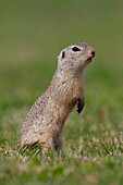  European ground squirrel, Citellus citellus, watching, Burgenland, Austria 