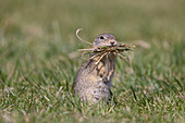  European ground squirrel, Citellus citellus, adult ground squirrel eating grass, Burgenland, Austria 