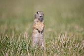  European ground squirrel, Citellus citellus, adult ground squirrel keeping watch, Burgenland, Austria 