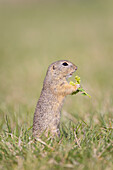  European ground squirrel, Citellus citellus, adult ground squirrel eating a flower, Burgenland, Austria 