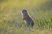  European ground squirrel, Citellus citellus, adult ground squirrel keeping watch, Burgenland, Austria 
