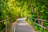 A peaceful forest path with protective wooden railings and dense foliage, Porstendorf, Thuringia, Germany 