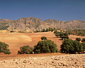 Trockene Felder und Ackerland vor Bergkette, in der Nähe von Ronda, Malaga, Andalusien, Spanien