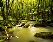 A stream winds its way through a wooded glade in Spring in the countryside around Avallon in Burgundy, France.