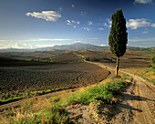 A lone cypress tree stands beside a farm track under clear blue autumn skies in a typical Tuscan landscape of rolling hills near Pienza 
