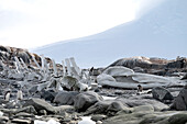 Eselspinguine (Pygoscelis papua) stehen neben Walknochen verschiedener Arten (von Menschen arrangiert) in der Nähe von Basis A, Port Lockroy, Goudier Island, Antarktische Halbinsel, Antarktis