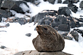 Ein männlicher Seebär (Arctocephalus gazella) ruht sich nach dem Ende der Brutzeit aus, Half Moon Island, Südliche Shetlandinseln, Antarktis