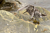 Purpurstrandläufer oder Meerstrandläufer (Calidris maritima) landet auf Felsen, Virgohamna, Spitzbergen, norwegische Arktis, Europa