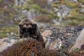  A musk ox (Ovibos moschatus) stands on a rocky outcrop on the Bear Islands, Arctic Greenland, Europe 