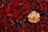  A yellowish mushroom sprouts between the red leaves of blueberry plants in autumn, Sydkap, East Greenland, Greenland Europe 