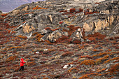  A passenger on an expedition cruise ship explores the tundra in its red, yellow, and green autumn splendor, Rypefjord, East Greenland, Greenland Europe 