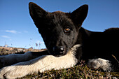  A young sled dog puppy observes the viewer from a lying position, Ittoqqortoormiit, East Greenland, Greenland Europe 