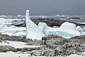  Gentoo penguins (Pygoscelis papua) appear tiny against a landscape of rocks, snow, and icebergs, Petermann Island, Antarctic Peninsula, Antarctica 