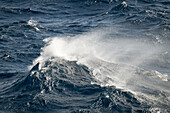  Rough seas and strong winds cause this wave to reach its crest and stir up the spray in the Drake Passage between the southern tip of South America and the Antarctic Peninsula 