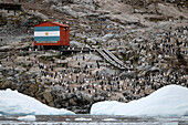  An Argentinian flag painted on a Primavera Station building is surrounded by a breeding colony of gentoo penguins (Pygoscelis papua), Cierva Cove, Antarctic Peninsula, Antarctica 