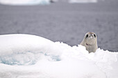 Eine junge Krabbenfresserrobbe (Lobodon carcinophaga oder carcinophagus) im Schnee einer Eisscholle vor der Petermann-Insel, Antarktische Halbinsel, Antarktis, Südpol