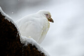  A White-faced Sheathbill (Chionis alba) rests on a rock during a blizzard on Brown Bluff, Tabarin Peninsula, at the tip of the Antarctic Peninsula, Antarctica 