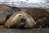  A male Southern Elephant Seal (Mirounga leonina) with his mouth open relaxes during a snowstorm among other moulting elephant seals on a beach near Hannah Point, Livingston Island, South Shetland Islands, Antarctica 
