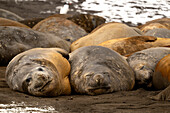  Male Southern elephant seals (Mirounga leonina) relax during a snowstorm among other moulting elephant seals on a beach near Hannah Point, Livingston Island, South Shetland Islands, Antarctica 