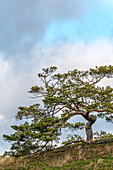  Single pine tree in the Binnendünen nature reserve near Klein Schmölen, the largest inland sand dune in Europe, Mecklenburg-Western Pomerania, Germany 