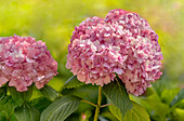 Hortensie Radiant Hot Pink (Hydrangea Macrophylla) im Botanischen Garten, Landschloss Zuschendorf, Pirna, Sachsen, Deutschland