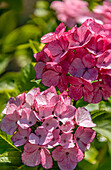  Hydrangea Schloss Zuschendorf (Hydrangea Macrophylla) in the Pirna Zuschendorf country castle in Saxony, Germany 