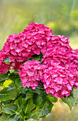  Hydrangea Rebecca (Hydrangea Macrophylla) in the Pirna Zuschendorf country castle in Saxony, Germany 