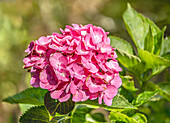 Hortensie Rosa 100  (Hydrangea Macrophylla), pink blühend, Portrait