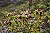  Detail of red berries on scrub in the Patagonian forest in Ainsworth Bay, near Punta Arenas, Magallanes and Chilean Antartica, Patagonia, Chile, South America 