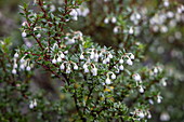  Detail of delicate white flowers on scrub in Patagonian forest, Eyre Inlet, Chilean Fjords, Magallanes y de la Antartica Chilena, Patagonia, Chile, South America 