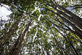  Low angle view of an ancient forest in Tierra del Fuego National Park, near Ushuaia, Tierra del Fuego, Patagonia, Argentina, South America 