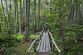 Woman hikes across a wooden bridge on the Senda Pampa Alta hiking trail through an ancient forest in Tierra del Fuego National Park, near Ushuaia, Tierra del Fuego, Patagonia, Argentina, South America 