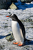 Gentoo Pinguin, Danco Island, Antarktis