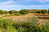 Agrarlandschaft mit Olivenbäumen und Höhenzug mit Felsen bei Sidi Jadidi, Tunesien