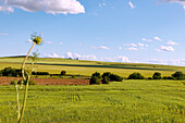 Landschaft mit weiten Getreidefeldern bei Thuburbo Majus, Tunesien