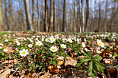  Wood anemone, Anemone nemorosa, blooming, Schleswig-Holstein, Germany 