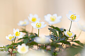  Wood anemone, Anemone nemorosa, blooming, Schleswig-Holstein, Germany 
