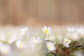  Wood anemone, Anemone nemorosa, blooming, Schleswig-Holstein, Germany 
