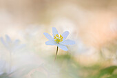  Wood anemone, Anemone nemorosa, blooming, Schleswig-Holstein, Germany 
