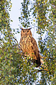  European eagle owl, Bubo bubo, adult sitting on a branch, Schleswig-Holstein, Germany 