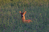  Roe deer, Capreolus capreolus, roebuck with abnormal antlers, summer, Skane, Sweden 